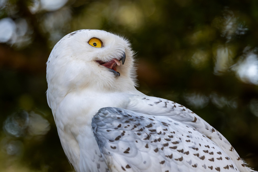 View of a snowy owl with white plumage and yellow eyes looking sideways with an open beak against a blurred green background in Selestat Grand Est France.