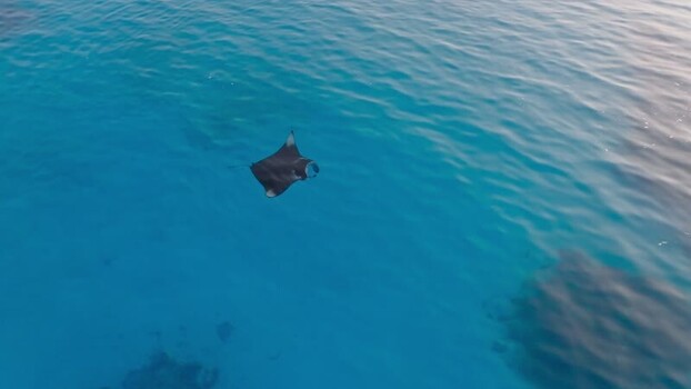 Aerial view of manta rays swimming Maldives. Aerial view of manta rays swimming Maldives.