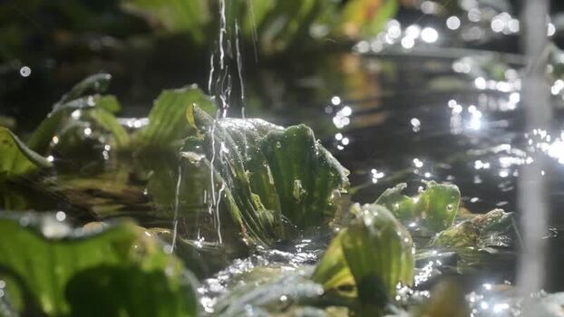 View of water falling on aquatic plants Brazil.
