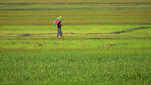 View of a person with a colorful umbrella in fields Bangladesh.