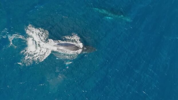 Aerial view of a humpback whale swimming in the ocean United States.