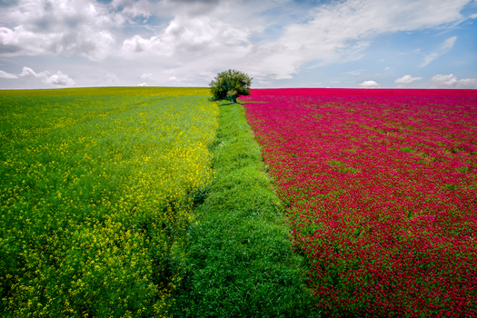 Aerial view of a field split between yellow rapeseed and red clover flowers separated by a green strip with a solitary tree in Brno City South Moravian Region Czechia.