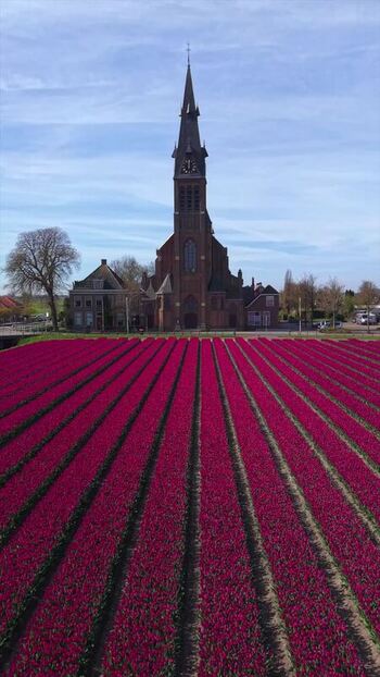 Aerial view of purple tulip fields and a historic church Netherlands. Aerial view of purple tulip fields and a historic church Netherlands.