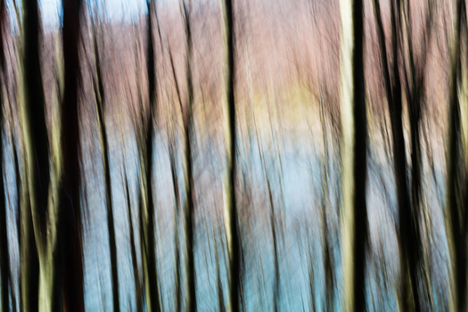 View of blurred forest scene featuring tall slender trees reaching towards a soft pastel sky creating an ethereal and dreamlike atmosphere Comano Tuscany Italy. View of blurred forest scene featuring tall slender trees reaching towards a soft pastel sky creating an ethereal and dreamlike atmosphere Comano Tuscany Italy.