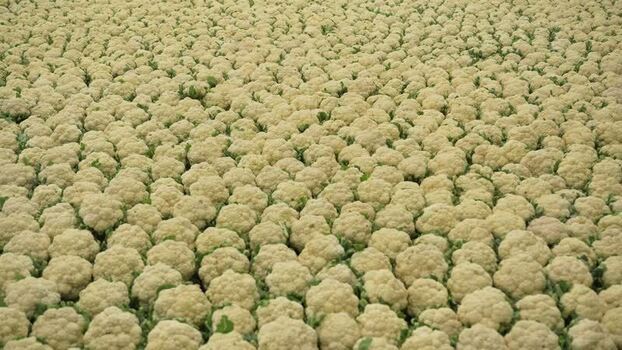 View of a vast field of harvested cauliflowers Bangladesh.