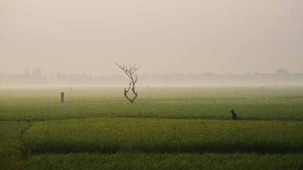 View of a person walking in a misty field Bangladesh. View of a person walking in a misty field Bangladesh.