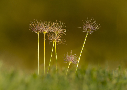 View of Pasque flower seed heads standing in a grassy field in Cambridgeshire United Kingdom. View of Pasque flower seed heads standing in a grassy field in Cambridgeshire United Kingdom.