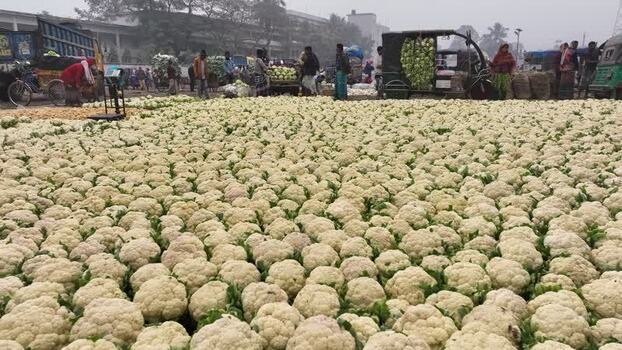 View of a large cauliflower wholesale market in Bogura Bangladesh. View of a large cauliflower wholesale market in Bogura Bangladesh.