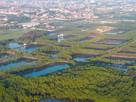 Aerial view of aquaculture ponds surrounded by lush mangrove trees with the city of Probolinggo in the background Probolinggo East Java Indonesia.
