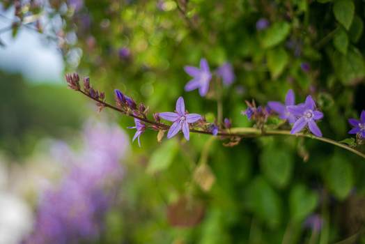 View of purple bellflowers blooming on a green leafy background in Looe Cornwall United Kingdom. View of purple bellflowers blooming on a green leafy background in Looe Cornwall United Kingdom.