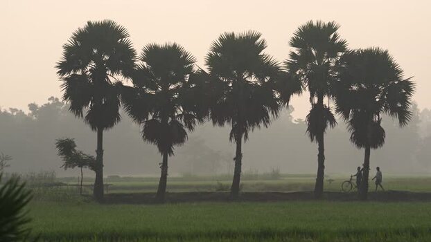 View of palm trees in a misty rural landscape in Bogura Bangladesh.