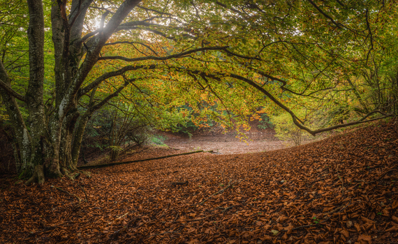 View of the ancient beech forest in Canfaito with a carpet of fallen brown leaves and golden autumn foliage in San Severino Marche Marche Italy.