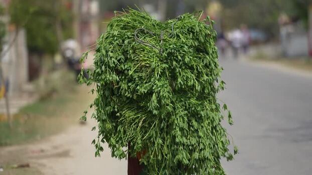 View of a large bundle of green fodder on a road Nepal. View of a large bundle of green fodder on a road Nepal.