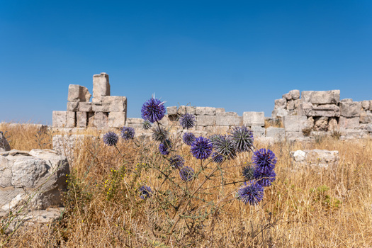 View of purple globe thistle flowers blooming in front of the ancient stone ruins of the Umayyad Palace in Amman Amman Governorate Jordan.