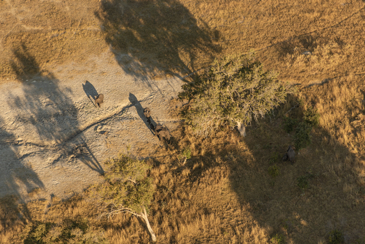 Aerial view of a small herd of elephants walking through the dry savanna landscape of the Okavango Delta near Maun North West District Botswana. Aerial view of a small herd of elephants walking through the dry savanna landscape of the Okavango Delta near Maun North West District Botswana.