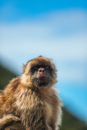 View of a Barbary macaque its fur a blend of browns against the backdrop of azure sky a glimpse into the unique wildlife Gibraltar Gibraltar. View of a Barbary macaque its fur a blend of browns against the backdrop of azure sky a glimpse into the unique wildlife Gibraltar Gibraltar.