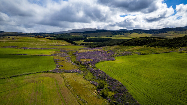 Aerial view of lush green fields and purple wildflowers in the vast landscape of Chilean Patagonia near Coyhaique Aysen Chile. Aerial view of lush green fields and purple wildflowers in the vast landscape of Chilean Patagonia near Coyhaique Aysen Chile.