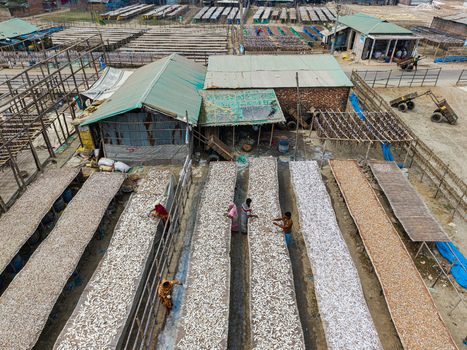 Cox s Bazar Bangladesh 11 March 2026 Aerial view of workers tending to long rows of fish drying on wooden racks in a traditional processing yard under the sun. Cox s Bazar Bangladesh 11 March 2026 Aerial view of workers tending to long rows of fish drying on wooden racks in a traditional processing yard under the sun.