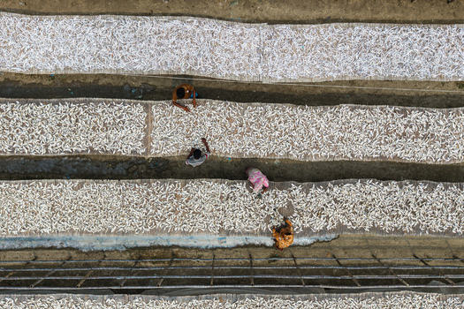 Cox s Bazar Bangladesh 11 March 2026 Aerial view of workers spreading small fish on long bamboo mats to dry under the sun in a traditional processing yard. Cox s Bazar Bangladesh 11 March 2026 Aerial view of workers spreading small fish on long bamboo mats to dry under the sun in a traditional processing yard.