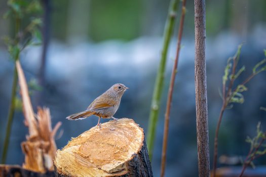 View of a small bird Streaked laughingthrush perched on a tree stump in a natural forest setting in Gilgit Pakistan.