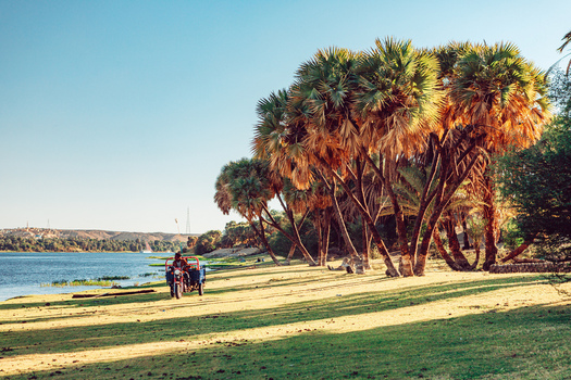 View of the Nile river bank with tall doum palm trees and a person riding a blue motorized tricycle on the grass in Aswan Aswan Governorate Egypt. View of the Nile river bank with tall doum palm trees and a person riding a blue motorized tricycle on the grass in Aswan Aswan Governorate Egypt.