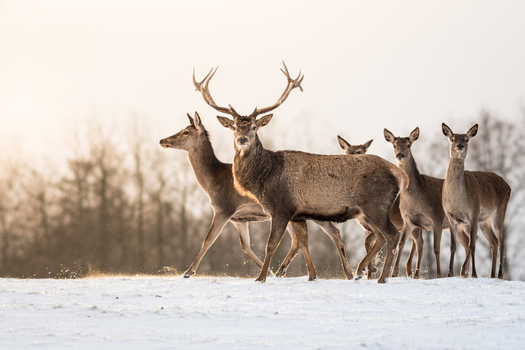 View of a group of red deer including a large stag with antlers standing in a snowy field in Debrzno Pomeranian Voivodeship Poland. View of a group of red deer including a large stag with antlers standing in a snowy field in Debrzno Pomeranian Voivodeship Poland.