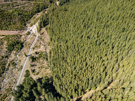 Aerial view of the dense coniferous forest and a winding road alongside a stream in Demanovska Dolina Zilina Region Slovakia.