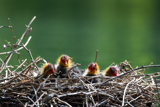 View of Eurasian coot chicks with vibrant red and orange heads resting in a twig nest against a blurred green background in Mulhouse Grand Est France.