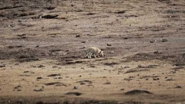 View of a fox like animal on dry terrain China.