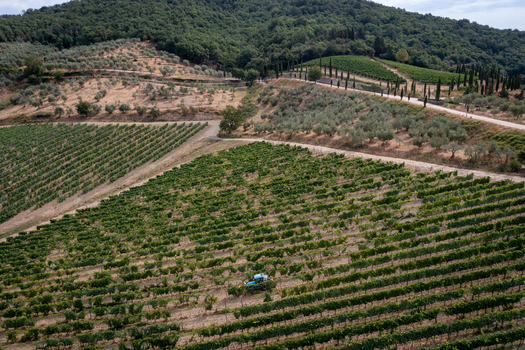 Aerial view of lush vineyards and olive groves on rolling hills with a blue tractor working between the rows and cypress trees Greve in Chianti Tuscany Italy. Aerial view of lush vineyards and olive groves on rolling hills with a blue tractor working between the rows and cypress trees Greve in Chianti Tuscany Italy.