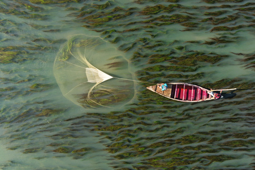 Aerial view of a fisherman casting a net from a small wooden boat into the water filled with aquatic vegetation in Joypurhat Rajshahi Division Bangladesh. Aerial view of a fisherman casting a net from a small wooden boat into the water filled with aquatic vegetation in Joypurhat Rajshahi Division Bangladesh.