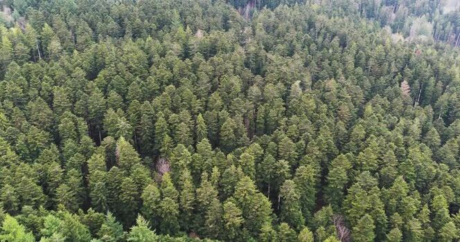 Aerial view of dense evergreen forest canopy in Vallombrosa Italy. Aerial view of dense evergreen forest canopy in Vallombrosa Italy.