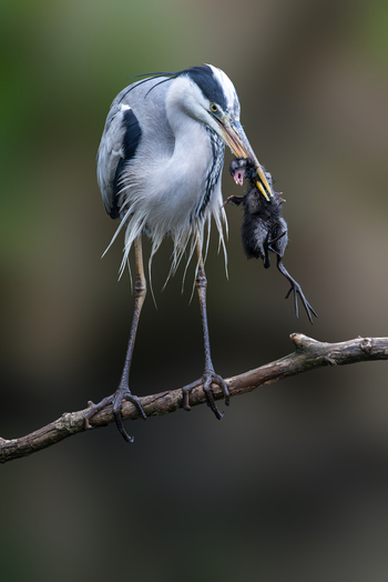 View of a grey heron perched on a branch holding a coot chick in its beak against a blurred background Selestat Grand Est France.