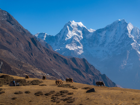 Aerial view of yaks grazing on a dry grassy mountain slope with snow capped Himalayan peaks in the background under a clear blue sky in Nepal.