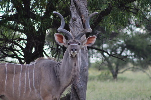 View of a male greater kudu with large spiral horns standing near a tree at Finfoot Lake Reserve By Dream Resorts Bojating North West South Africa.