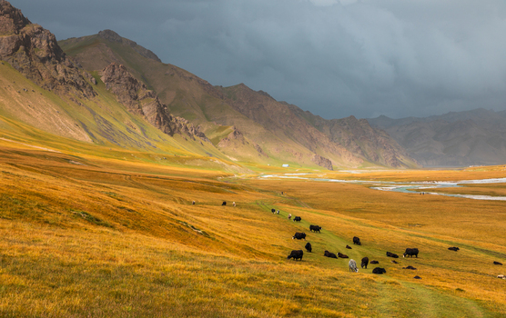 View of yaks grazing in golden grasslands near Kol Suu lake with dramatic mountains and a winding river under a stormy sky in At Bashi District Naryn Region Kyrgyzstan. View of yaks grazing in golden grasslands near Kol Suu lake with dramatic mountains and a winding river under a stormy sky in At Bashi District Naryn Region Kyrgyzstan.