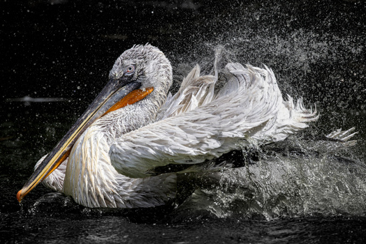 View of a Dalmatian pelican splashing in the water with a dramatic spray of droplets against a dark background in Mulhouse Grand Est France.