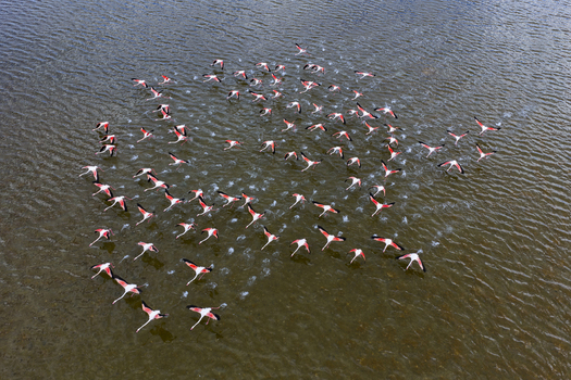 Aerial view of a vibrant flock of flamingos creating a striking contrast against the tranquil waters of the salt flats San Pedro del Pinatar Region of Murcia Spain. Aerial view of a vibrant flock of flamingos creating a striking contrast against the tranquil waters of the salt flats San Pedro del Pinatar Region of Murcia Spain.
