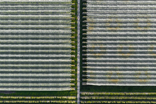 Aerial view of symmetrical rows of trees in an orchard and white protective netting divided by a central path in Flevoland Netherlands.