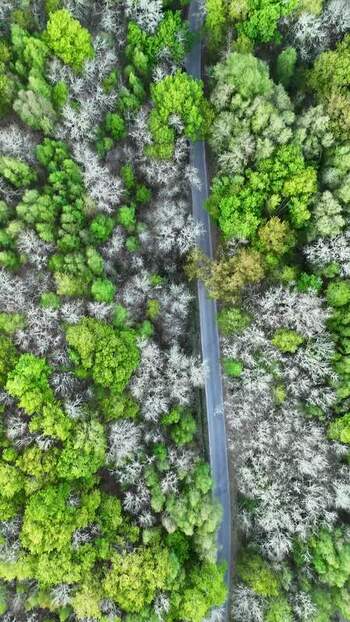 Aerial view of a narrow road through a lush green and white forest Spain. Aerial view of a narrow road through a lush green and white forest Spain.