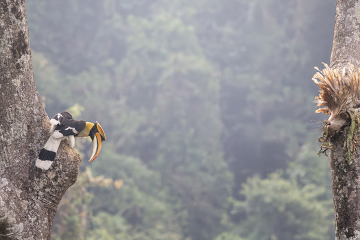 View of a Great Hornbill perched on a tree trunk against a misty forest background in Dehong Dai and Jingpo Autonomous Prefecture Yunnan China. View of a Great Hornbill perched on a tree trunk against a misty forest background in Dehong Dai and Jingpo Autonomous Prefecture Yunnan China.