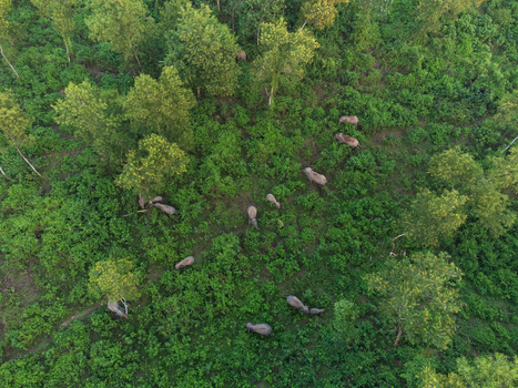 Aerial view of elephants scattered amidst the lush greenery and dense trees creating a tapestry of life in the wild Sherpur Bangladesh. Aerial view of elephants scattered amidst the lush greenery and dense trees creating a tapestry of life in the wild Sherpur Bangladesh.