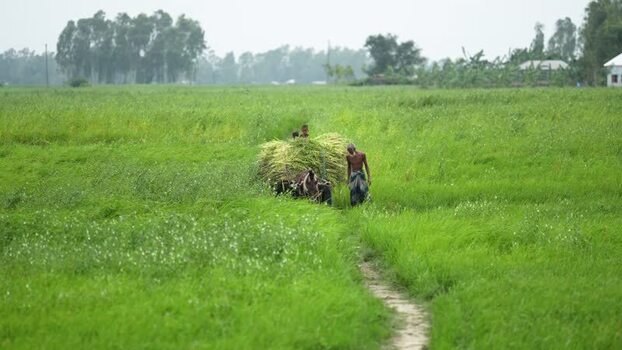 View of a farmer with a bullock cart in a green field Bangladesh. View of a farmer with a bullock cart in a green field Bangladesh.