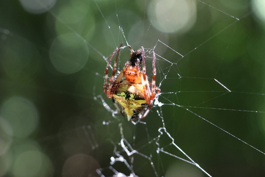 View of a spiny orb weaver spider its vibrant yellow and red body suspended in a delicate web against a blurred green backdrop Quepos Puntarenas Province Costa Rica.