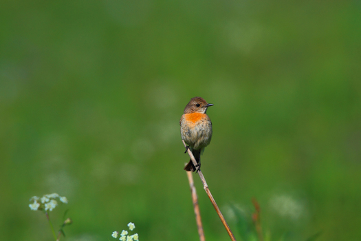 View of a small bird perched on a thin twig against a soft green meadow background in Deosai National Park Skardu Gilgit Baltistan Pakistan.