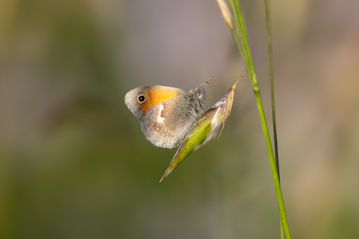 View of a small orange and grey butterfly perched on a green grass stem against a soft blurred background in Wittenheim Grand Est France.