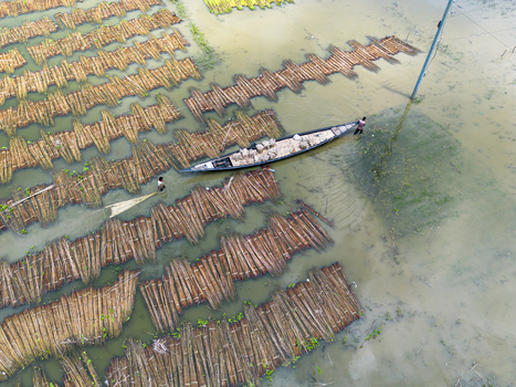 Natore Rajshahi Division Bangladesh 25 July 2026 Aerial view of jute stalks submerged in water for retting with a small boat and workers navigating the flooded fields.