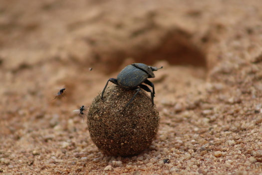 View of a dung beetle rolling a ball of dung on sandy ground with small flies nearby at Finfoot Lake Reserve in Bojating North West South Africa.