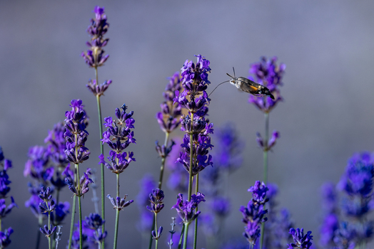 View of a hummingbird hawk moth feeding on vibrant purple lavender flowers with a soft bokeh background and delicate green stems Wittenheim Grand Est France.