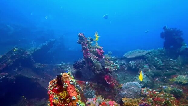 View of vibrant coral reef ecosystem in Bali Indonesia.